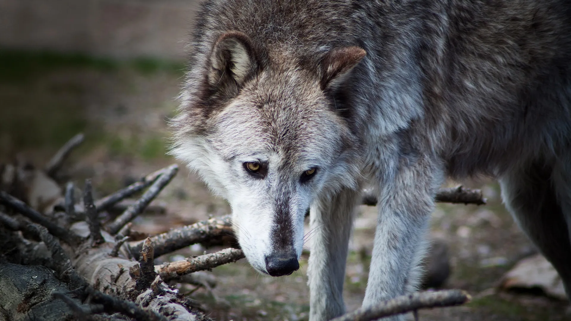 Afinal, os lobos de Yellowstone podem não ter transformado o parque nacional