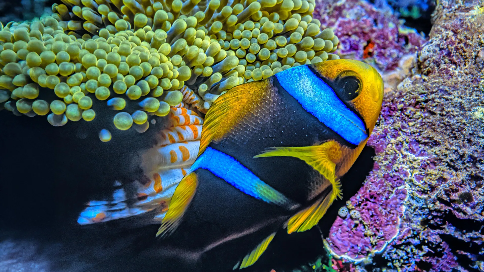 Até os peixes remotos do Pacífico estão cheios de microplásticos