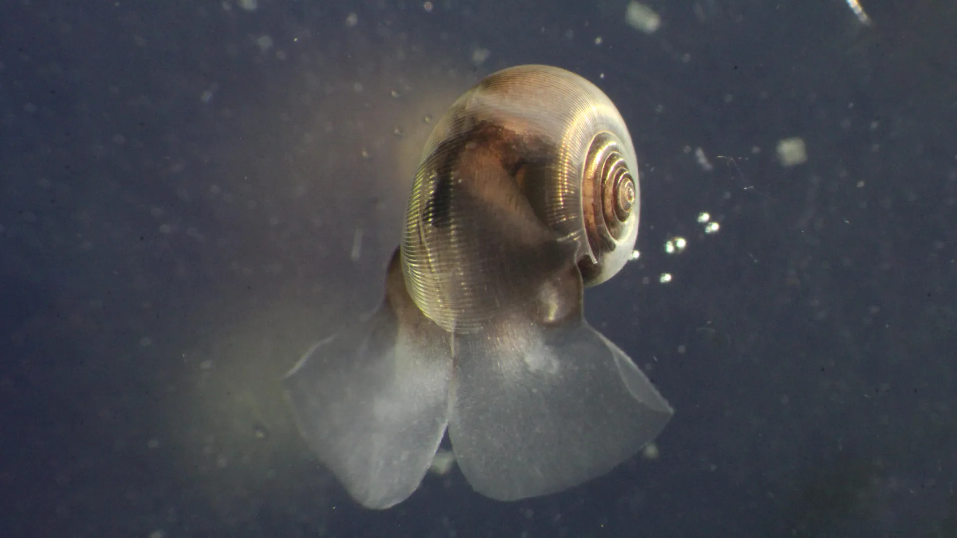 Cientistas alertam que os modelos climáticos estão faltando um ator-chave no oceano