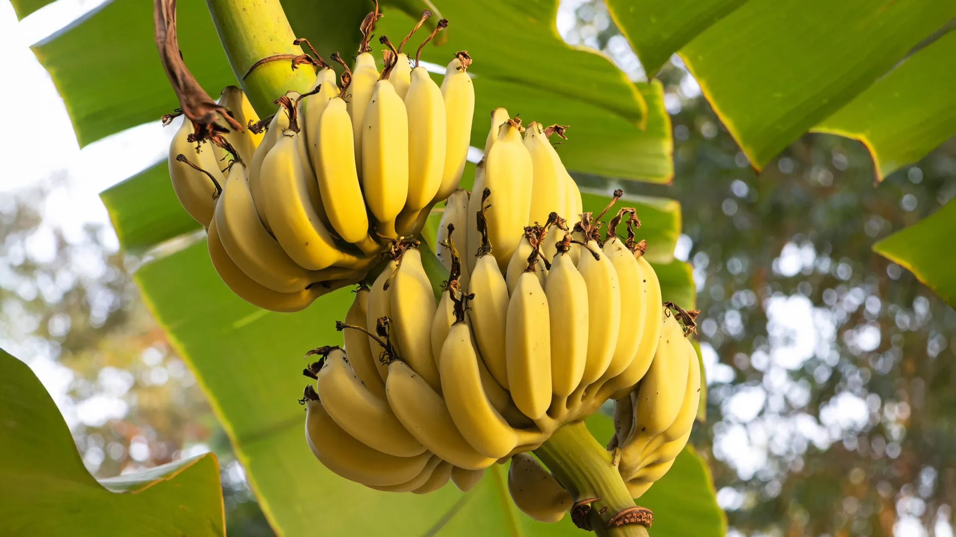 Cientistas descobrem gene que pode salvar bananas da mortal doença do Panamá