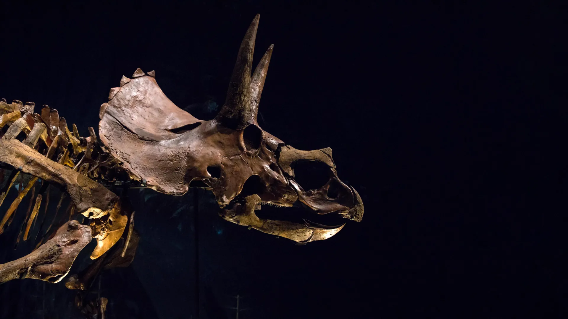 O Triceratops tinha um nariz gigante que pode ter esfriado sua enorme cabeça