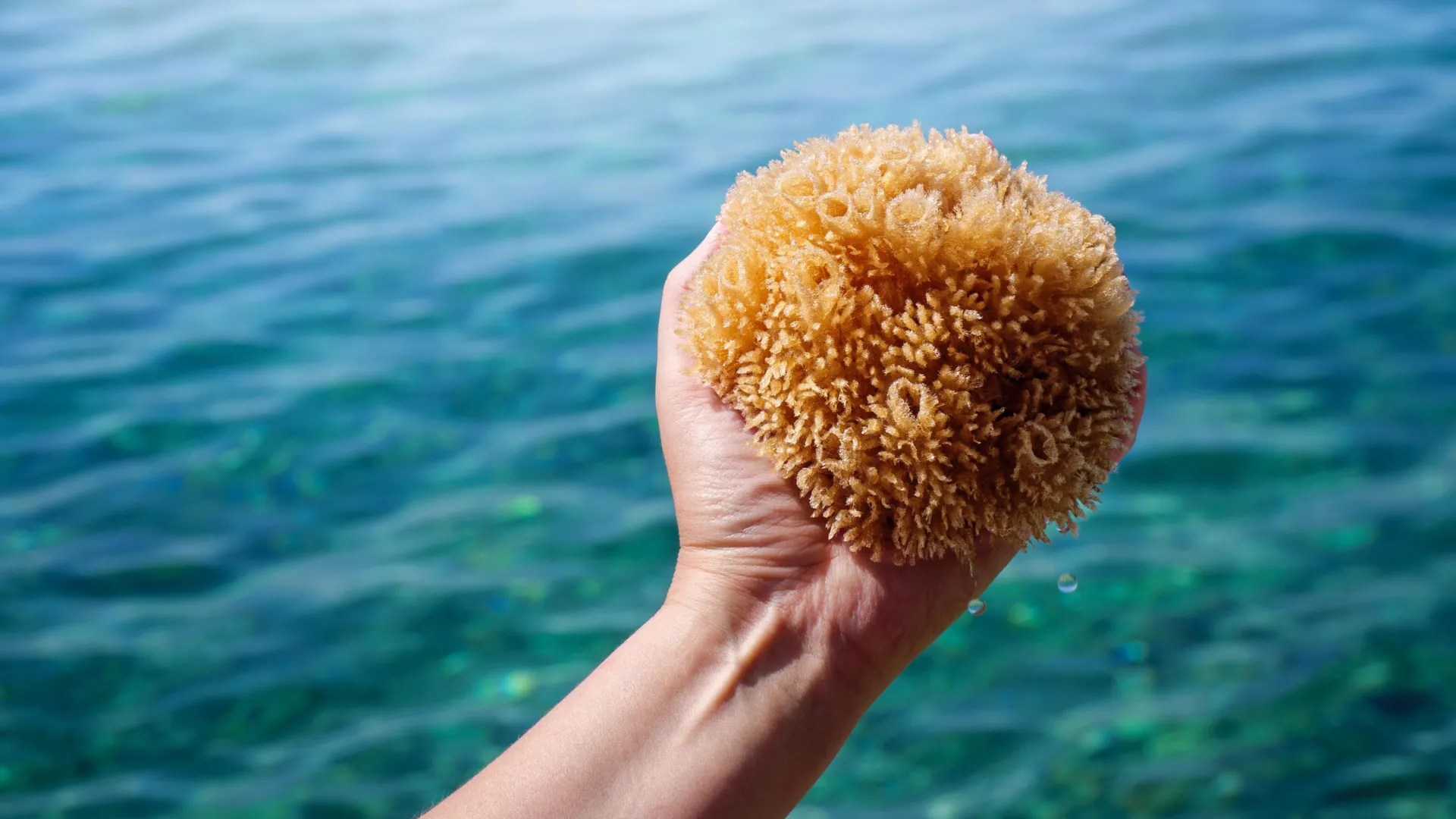 Os primeiros animais da Terra não tinham esqueleto e isso muda tudo