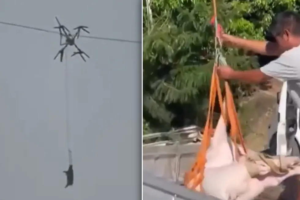 Porco voador deixa vila inteira sem eletricidade