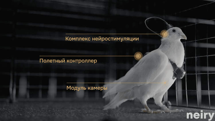 Startup russa supostamente usa implantes cerebrais para transformar pombos em drones de vigilância