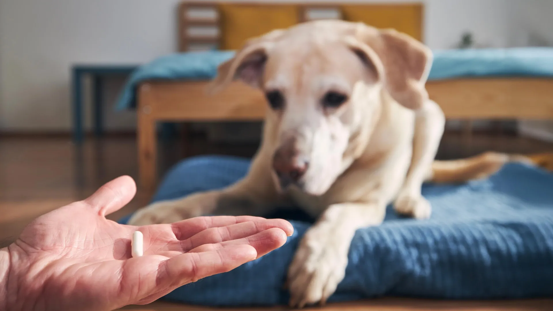 Tratamentos contra pulgas e carrapatos em cães e gatos podem estar prejudicando a vida selvagem