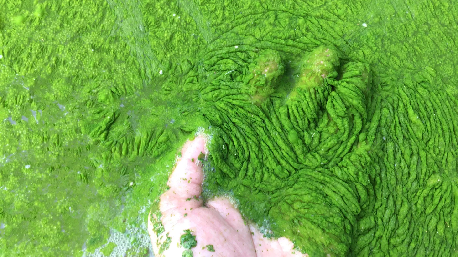 Cientistas descobrem minúsculo fungo oceânico que mata algas tóxicas