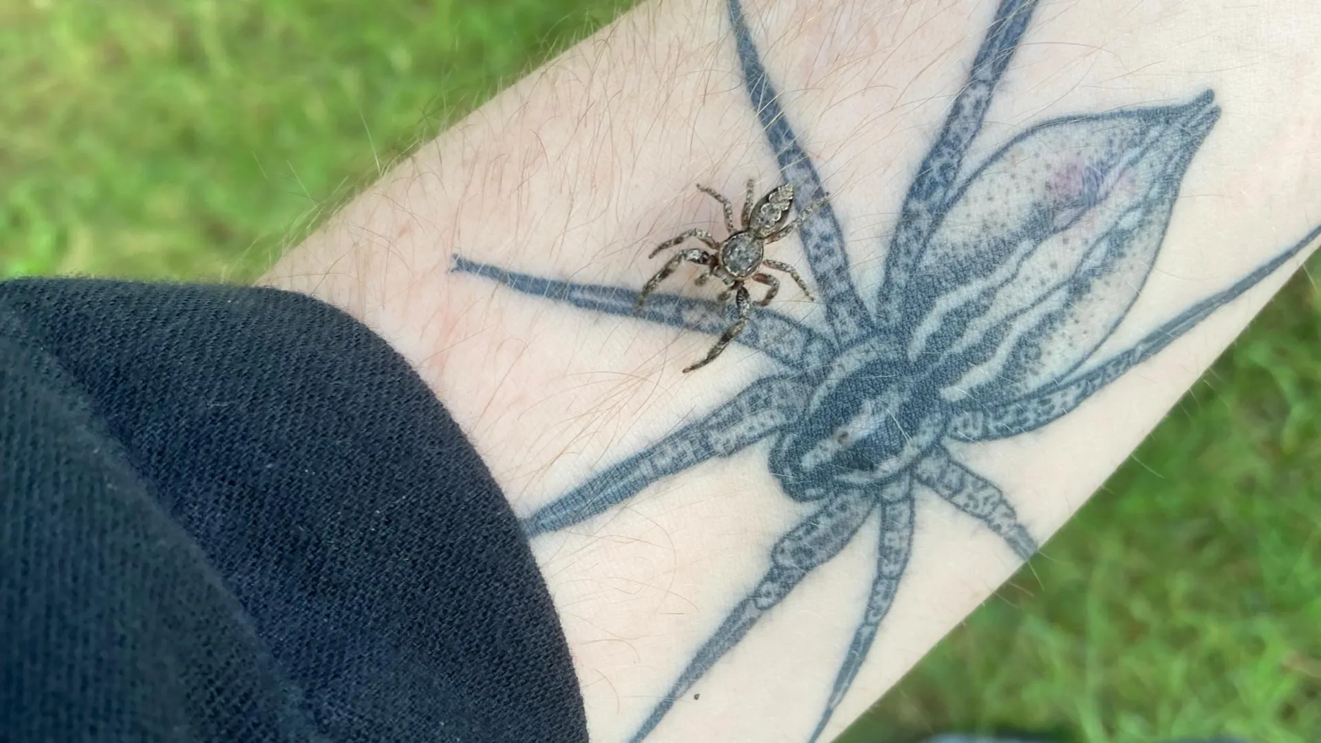 Com medo de aranhas? Cientistas dizem que o verdadeiro pesadelo é perdê-los