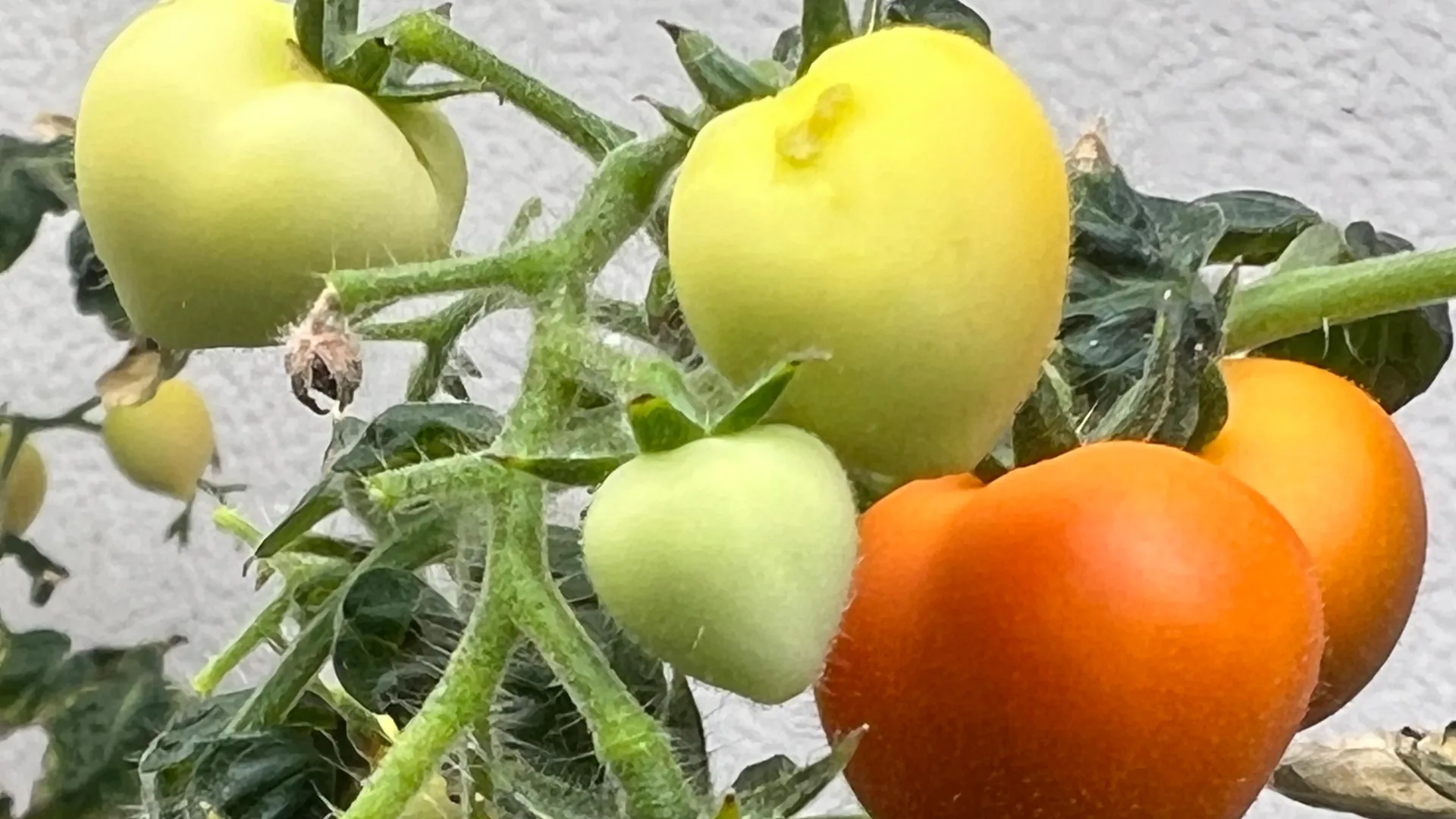 Culturas irrigadas com águas residuais armazenam medicamentos em suas folhas