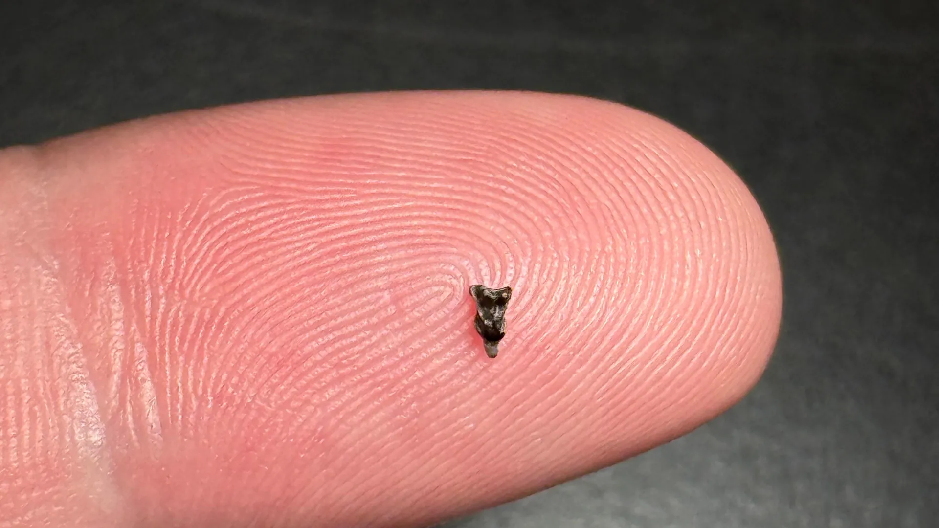 Dentes menores que a ponta de um dedo revelam o primeiro ancestral primata