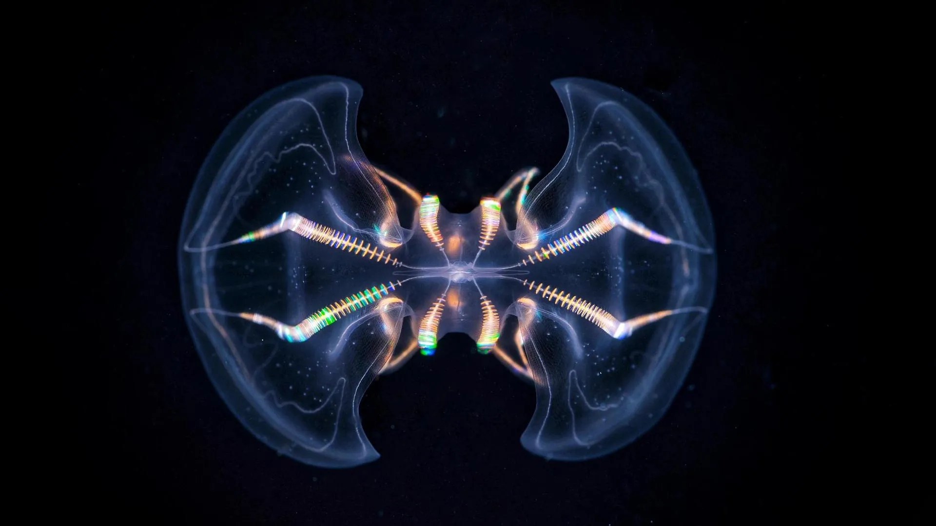 Esta antiga criatura marinha pode já ter tido um cérebro