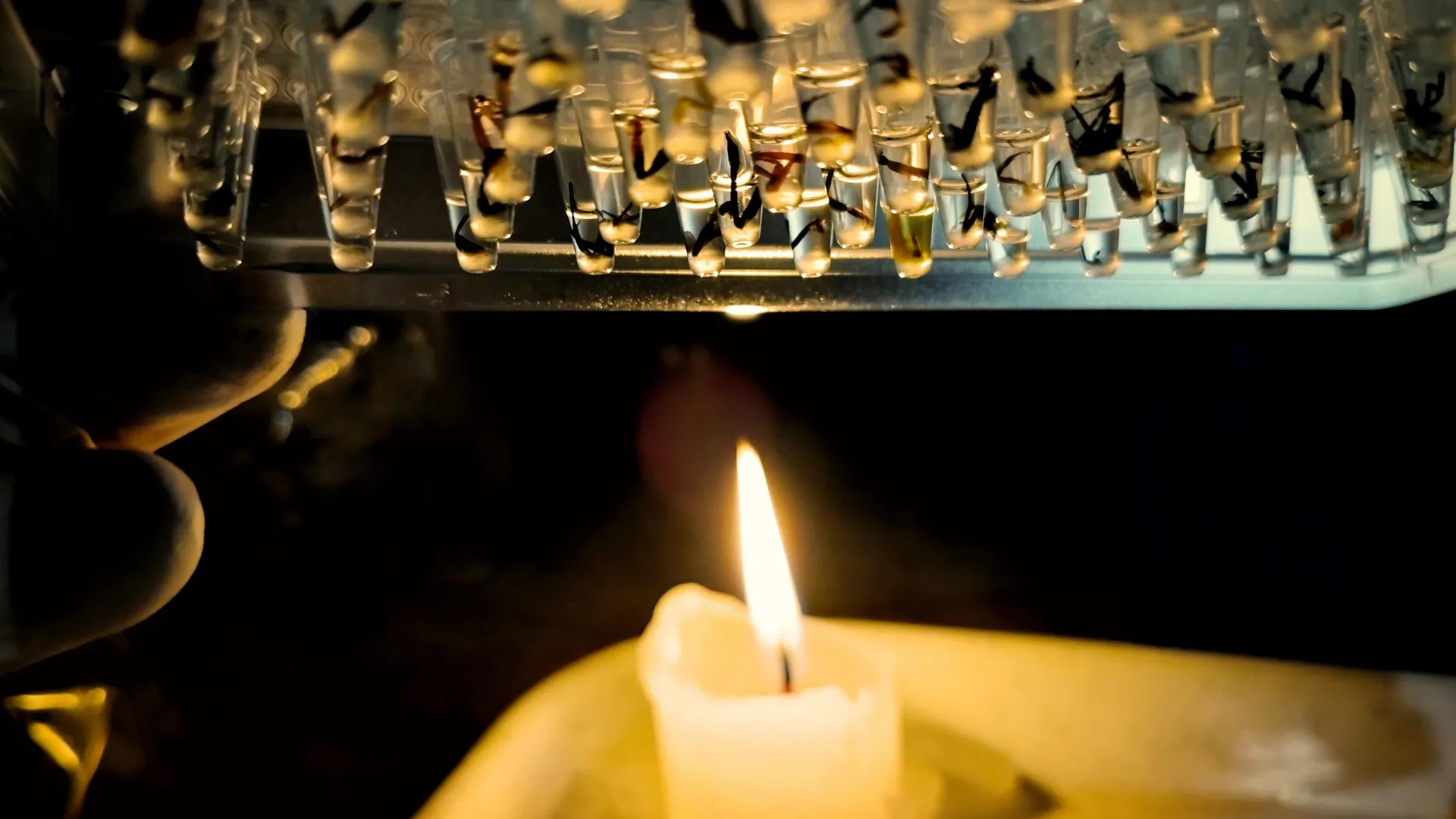 Metade dos insetos amazônicos pode enfrentar estresse térmico perigoso