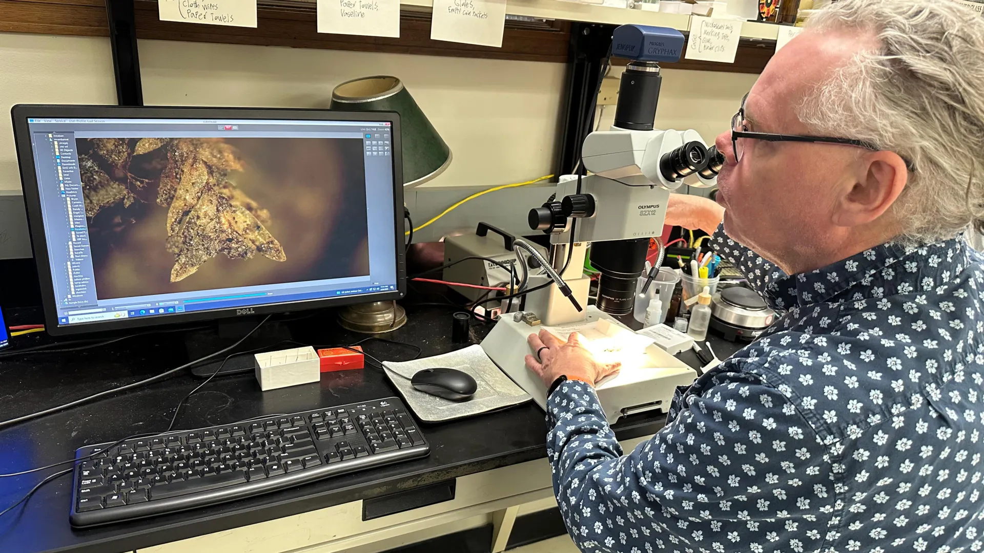 Pequeno pedaço de musgo ajudou a resolver um crime chocante no cemitério