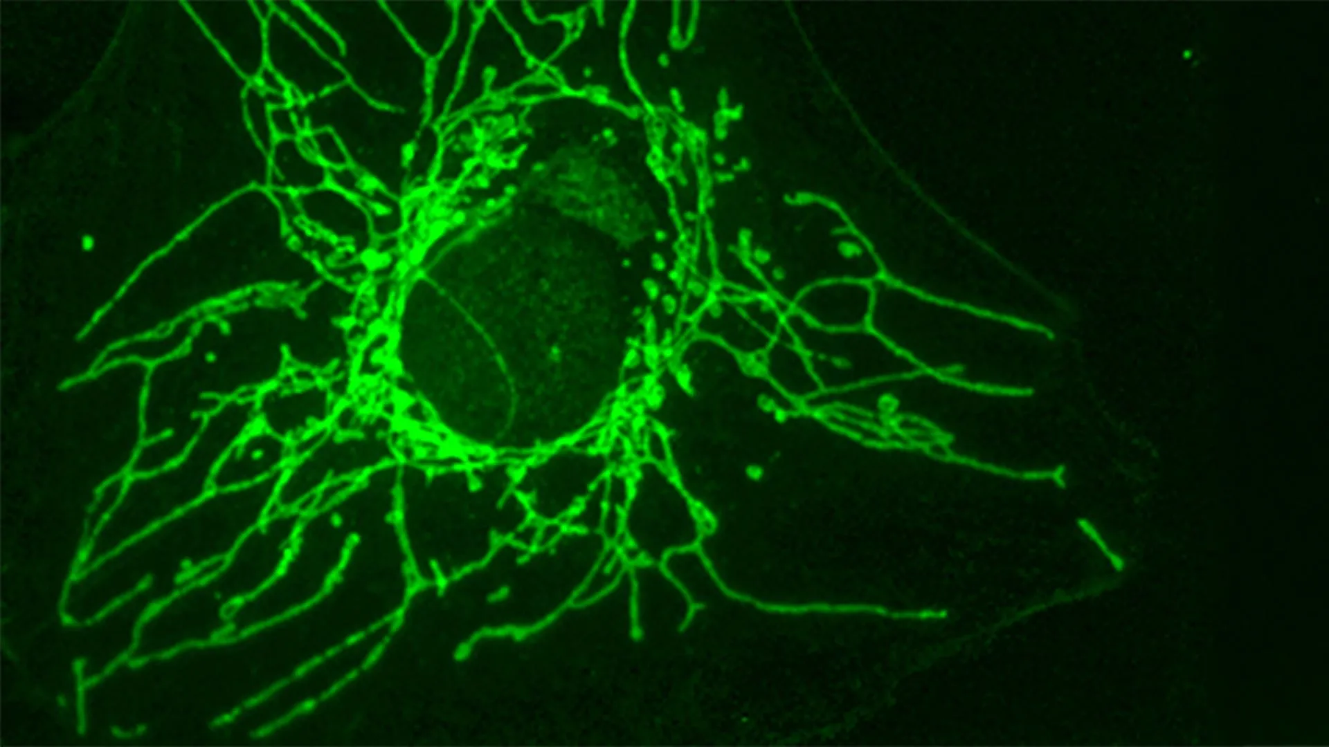 Uma molécula “espelho” pode matar de fome as células cancerígenas sem prejudicar as células saudáveis